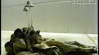 Coprinopsis Leo Majul time lapse