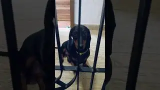 very cute dog #music #love #tamil pet lovers #puppy #cute #pets