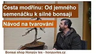 Cesta Modřínu: Od Jemného Semenáčku k Silné Bonsaji | Návod na Tvarování