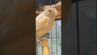 baby canary bird latest video ❤️