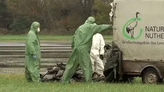 More than 1,000 cranes perish from bird flu outbreak in Germany | REUTERS