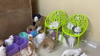 মাশা আল্লাহ 🙏🏻🖤আমাদের বাসায় আজকে কে আসছে #cat #catlovers #ভাইরাল_ভিডিও 