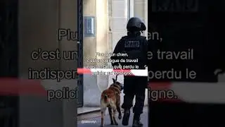 Hommage &agrave; Diesel . Chien d&rsquo;assaut / 2015