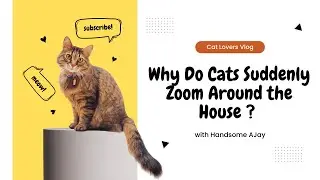 Why Do Cats Suddenly Zoom Around the House 🐱