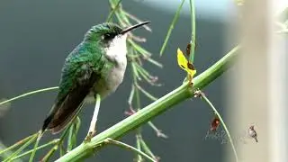 PUERTO RICAN EMERALD (ZUMBADORCITO, Riccordia maugaeus) hembra se estira-vuela /END&Eacute;MICA Puerto Rico