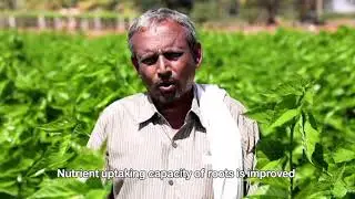 Integrated Nutrient Management in Mulberry Cultivation