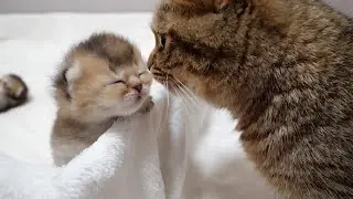 Mother cat trying to stop kitten from escaping from the birthing box