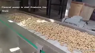 Flavored Peanut in shell production line | Peanut in shell roasting machine