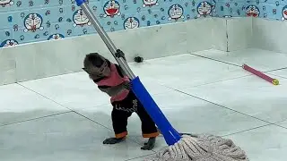 monkey baby smart Bob wants to help Mom clean the floor