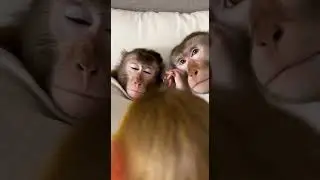 🐒😂 Baby Monkey Uses Worm Prank to Wake Up Mom & Dad #funny #monkey #shorts #funnyanimalshorts