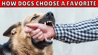 How Dogs Choose Their Favorite Person