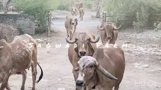 Gir Cow&rsquo;s of Sagwadi Farm, Bhavnagar.