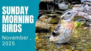 The Last of the Fall Warblers