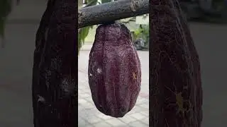 How does a cocoa tree grow and what's inside the cocoa bean? 👀🍫🍩