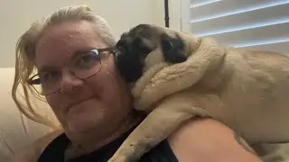 Adorable Murphy Snuggles Up for the Perfect Nap | Pug Cuddles on Shoulder #PetSnuggles#AdorablePets