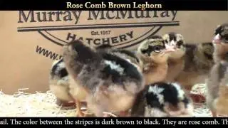 Rose Comb Brown Leghorn Chicks