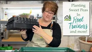 Planting Sweet Peas In Root Trainers And More! 🌱🪴🌸