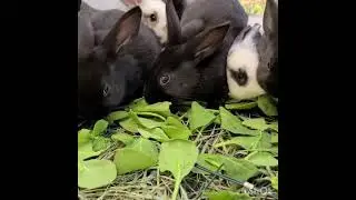 SO MAMY BUNNIES