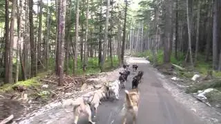 Musher's Camp and Sled Dog Experience in Skagway