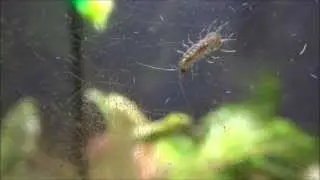 Underside of Asellus aquaticus (waterlouse, aquatic sowbug) / Unterseite einer Wasserassel