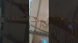 The skeleton of dorudon, a 40 mya whale at the Smithsonian National Museum of Natural History pt 4