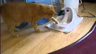Brumby washes his mouse