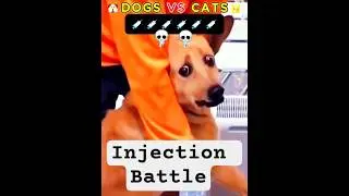Injection Time! 😂 Dogs vs Cats Reaction Battle #trending #cat #trolledit#dog #fypシ #shorts