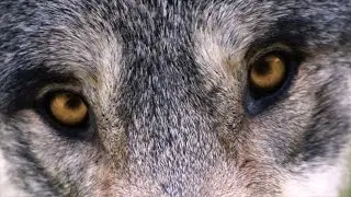 3 CUENTOS: Tres Cerditos, Caperucita Roja y los Siete Cabritillos LOBO FEROZ