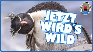 Wenn Tiere sprechen könnten 3 | Jetzt wird's wild