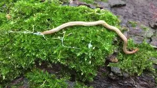 Land Planarian worm