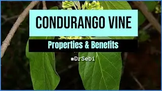 Condurango Herb Actions and Benefits (Dr. Sebi Approved)