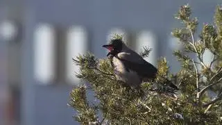 The Hooded Crow - Varis - Corvus corone cornix, Tampere, Finland
