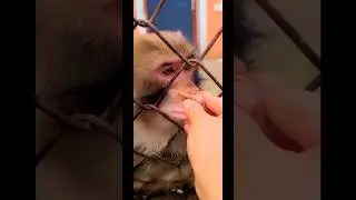 A Man Harassing A Monkey | Danger man with monkey | MP joshi vlog