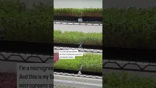 🌱 My Go-To Source for Premium Microgreens Seeds! Quality seeds