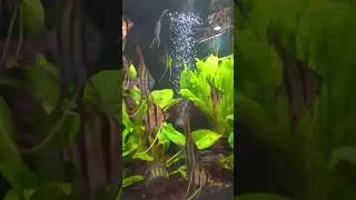 #f1rioatabapoaltum #captivebredaltumangelfish #angelfishtank #aquarium #freeshipping #altumangelfish