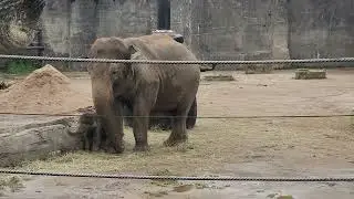 Columbus Zoo baby elephant next to log