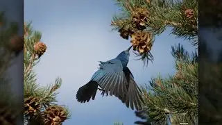 Counting Birds for Preservation