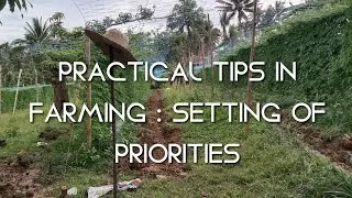PRACTICAL TIPS : PUT FIRST THINGS FIRST || AMPALAYA / BITTER GOURD FARMING MANAGEMENT TIPS
