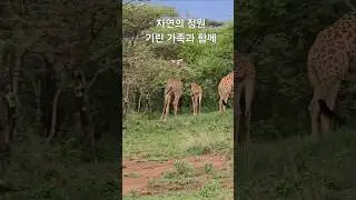 정원 만드는 사람들 #정원 #garden #animals #동물 #힐링 #healing #Africa  @정원조경팀장
