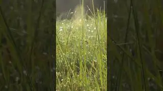 Nutsedge Treatment - Quick Tips!
