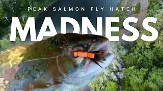 3 Days of Salmon Fly Hatch Madness in Oregon
