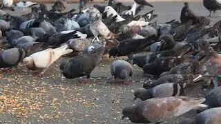 Asian Travel | Beautiful Birds In Front of Cambodia Royal Palace | GiGoGo