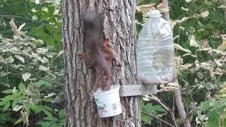 Белка пьёт из поилки) A squirrel drinks from a drinking trough)