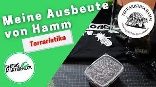 Meine Ausbeute von der 70. Terraristika in Hamm 2018 (Juni)