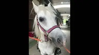 🤍 quanto vorrei rimontarti come ai vecchi tempi... #horse #crusca #cucchi #🤍 #foryou #equestrian #🔒