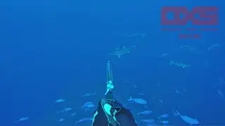 How Good Is White Island Diving!?