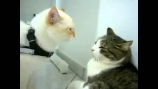 CRIPPLED CAT IN WHEELCHAIR WANTS TO FIGHT