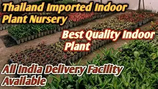 #Thai Varieties Indoor Plant Nursery#All Indian Delivery Facility Available#@😱😱😱
