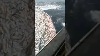 80 tonelada de peixe em uma redada.