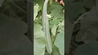 Harvest Luffa or Acutangula from my vegetable garden 